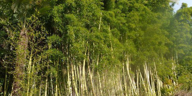 Bamboo growing in a grove